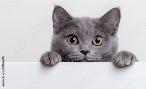 Obraz na płótnie Curious gray cat peeking over a white surface. w salonie
