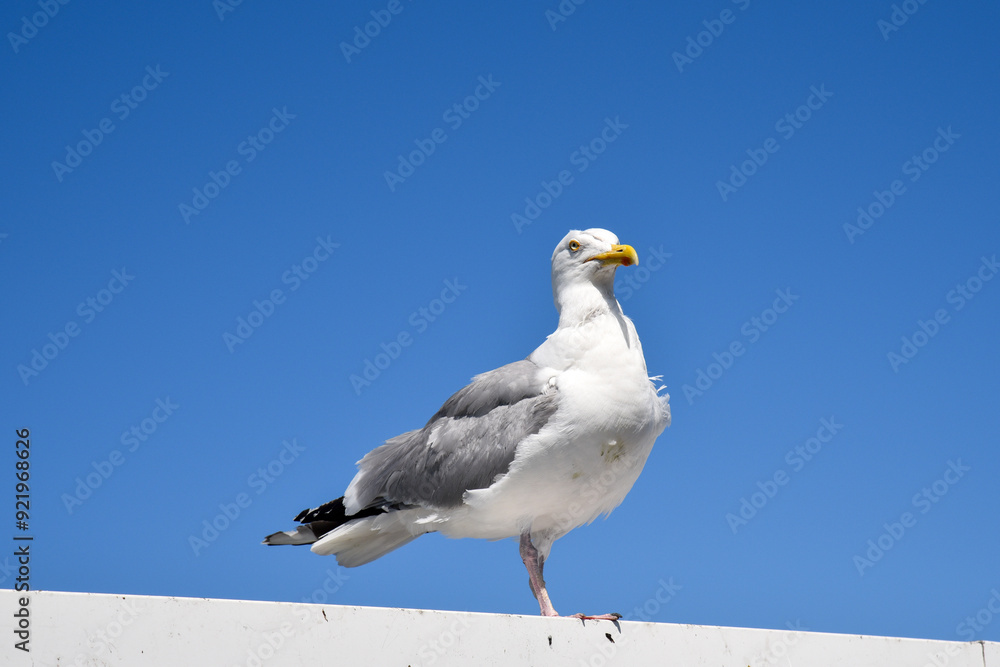 white old seagull standing on a pier in England