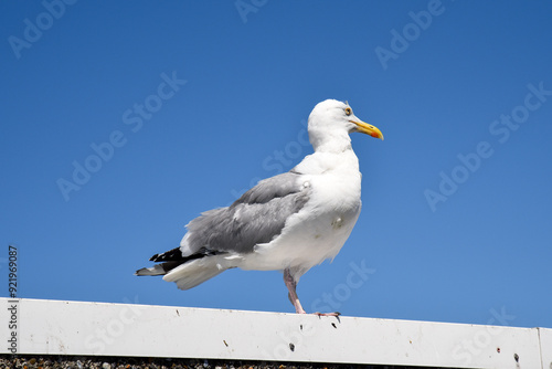 Obraz na płótnie white old seagull standing on a pier in England w salonie