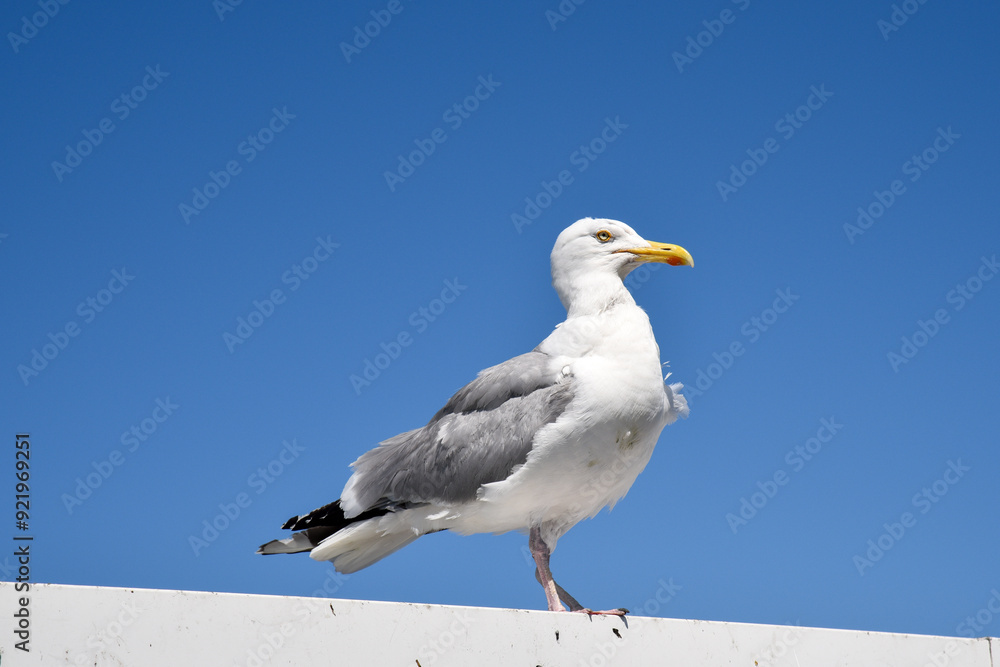 white old seagull standing on a pier in England