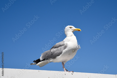 Obraz na płótnie white old seagull standing on a pier in England w salonie