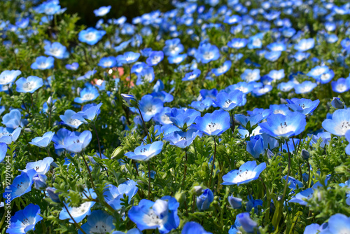 ネモフィラの花