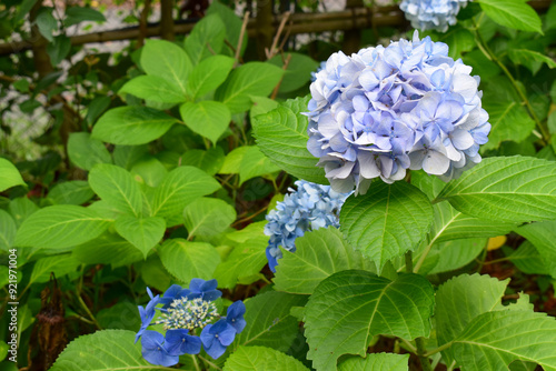 淡い青色の紫陽花
