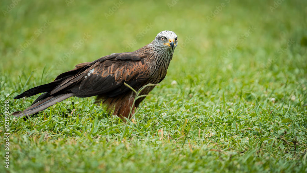 Close-up of a majestic Red Kite perched on the grass, showcasing its striking plumage and sharp gaze. Ideal for wildlife photography, nature conservation, and educational projects highlighting birds Close-up of a majestic Red Kite perched on the grass, showcasing its striking plumage and sharp gaze. Ideal for wildlife photography, nature conservation, and educational projects highlighting birds