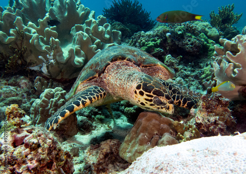 Wallpaper Mural A Hawksbill turtle eating corals on a shallow reef Boracay Island Philippines Torontodigital.ca