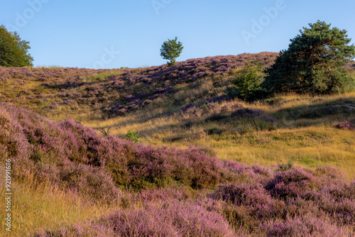 Nature landscape, The flowering Calluna vulgaris (heather, ling, or simply heather) on slope, Purple flowers on the hill side field, Posbank, Veluwezoom National Park, Rheden, Gelderland, Netherlands.