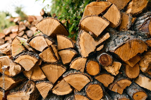 woodpile in front of lush green tree with vibrant leaves in natural outdoor setting