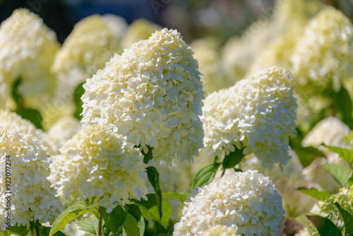 Selective focus bushes of Hydrangea paniculata flowers in the garden, White cream hortensia, Panicled hydrangea is a species of flowering plant in the family Hydrangeaceae, Natural floral background.