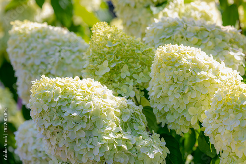 Selective focus bushes of Hydrangea paniculata flowers in the garden, White cream hortensia, Panicled hydrangea is a species of flowering plant in the family Hydrangeaceae, Natural floral background.