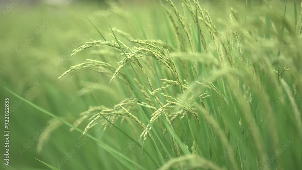 スーパースロー映像：ゆらゆらと揺れる夏の稲