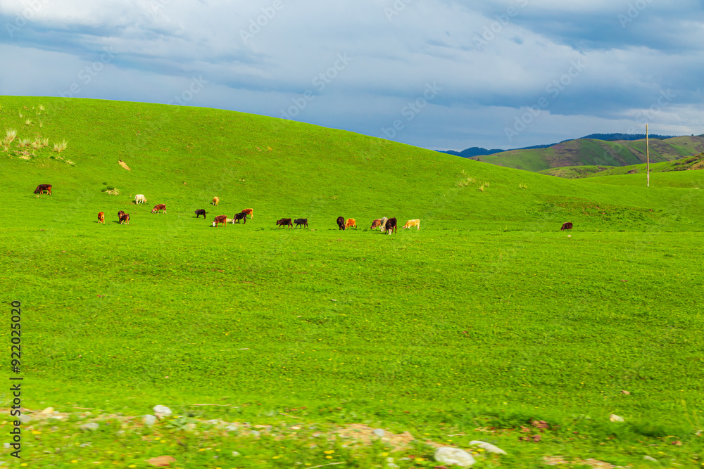 Cows graze on a green hill. Cows graze on a green hill.