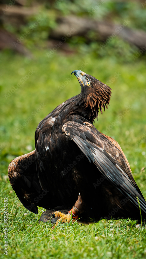 Fototapeta premium Majestic golden eagle perched gracefully on lush grass. Captured in stunning detail, this powerful raptor showcases its impressive plumage and keen gaze. Perfect for wildlife and nature projects