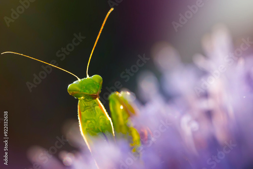 Foto Praying mantis. Close-up photo. Macro nature. Nature background.