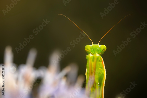 Praying mantis. Close-up photo. Macro nature. Nature background. 