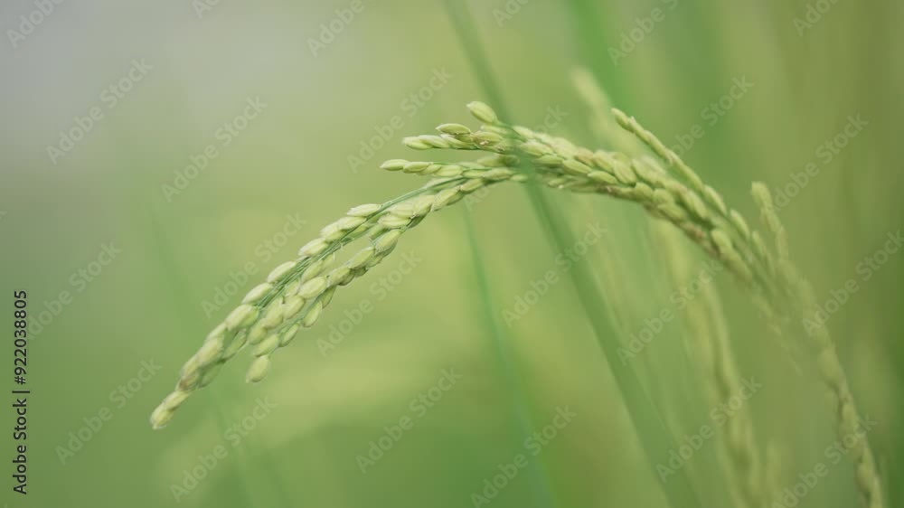 スーパースロー映像：ゆらゆらと揺れる夏の稲