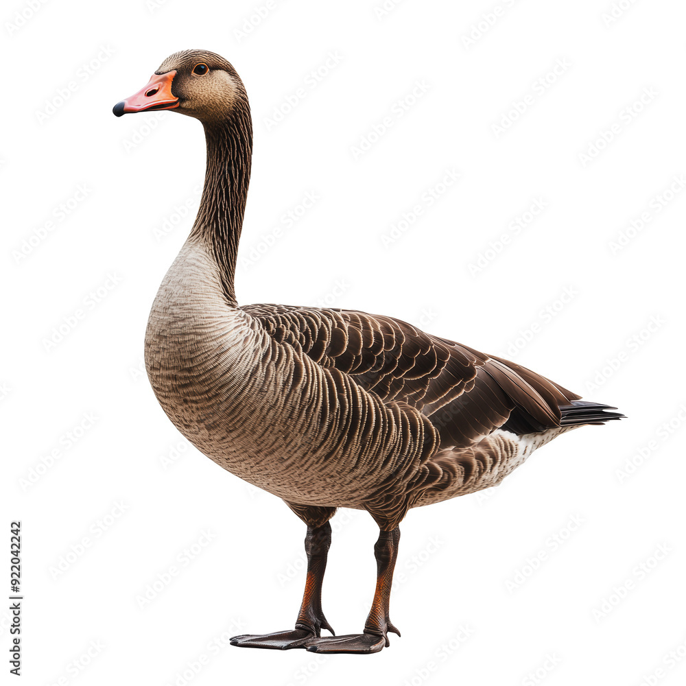 PNG Brown goose on white background PNG Brown goose on white background