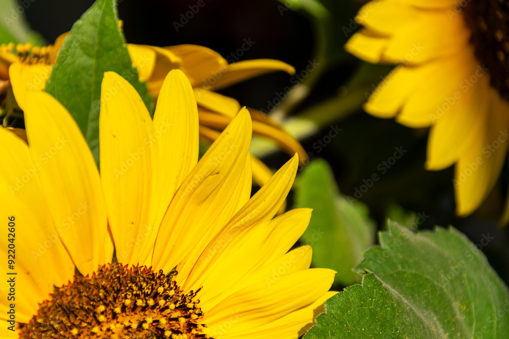 Naklejka premium Sunflower blossom close-up photo with shaded background