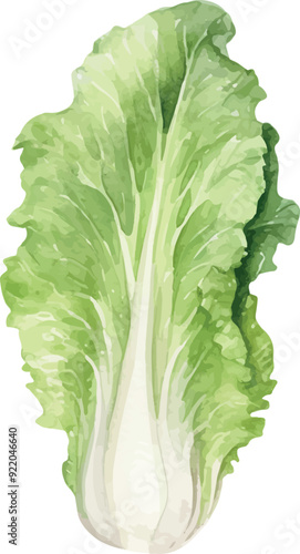 Vector Watercolor vegetables, lettuce. Illustrations for creative cooking, invitation, greeting cards, birthday, event, holiday, menu; cooking class; Master Class