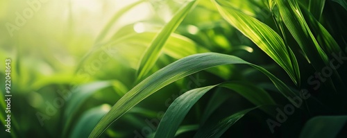 Fresh green grass growing in the sunlight on a spring morning