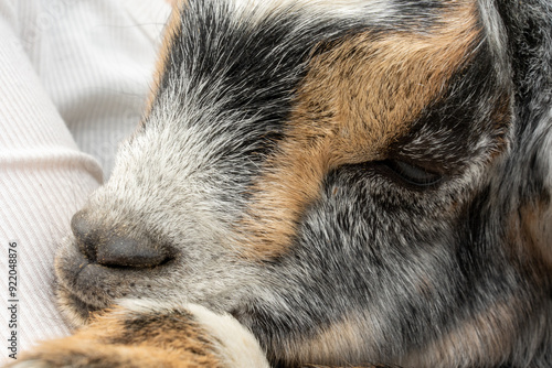 Cute close up of a baby goat.