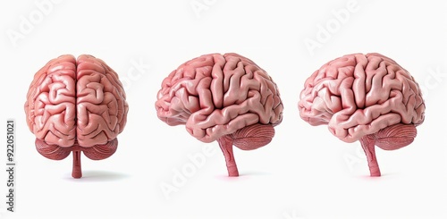 REALISTIC model of the human brain on white background 