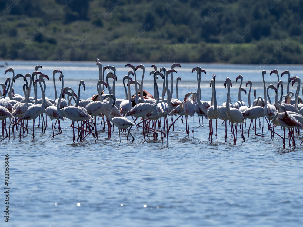 Rosy Flamingo, looking for food in the big bay of Albania