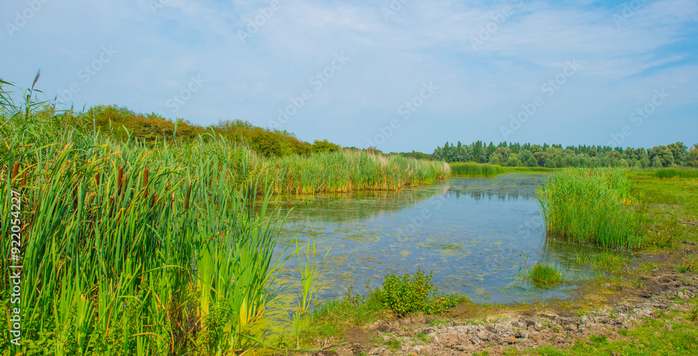 The edge of a lake with reed and wild flowers in summer, Almere, Flevoland, The Netherlands, August 13, 2024 The edge of a lake with reed and wild flowers in summer, Almere, Flevoland, The Netherlands, August 13, 2024