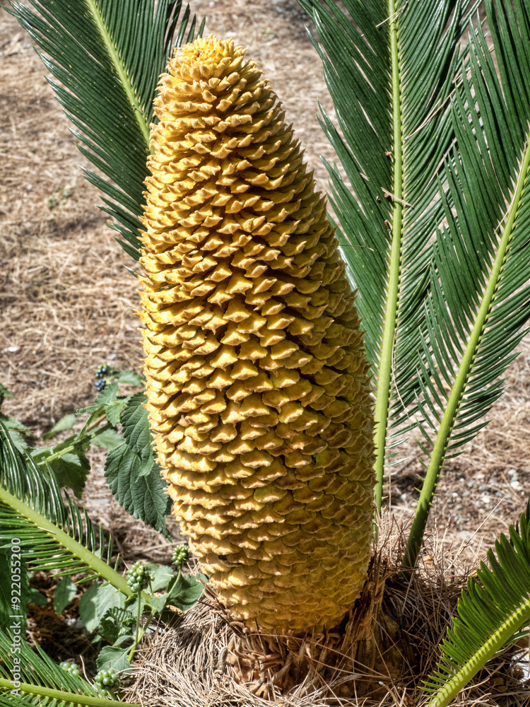 Beautiful male cycad flower, Albania