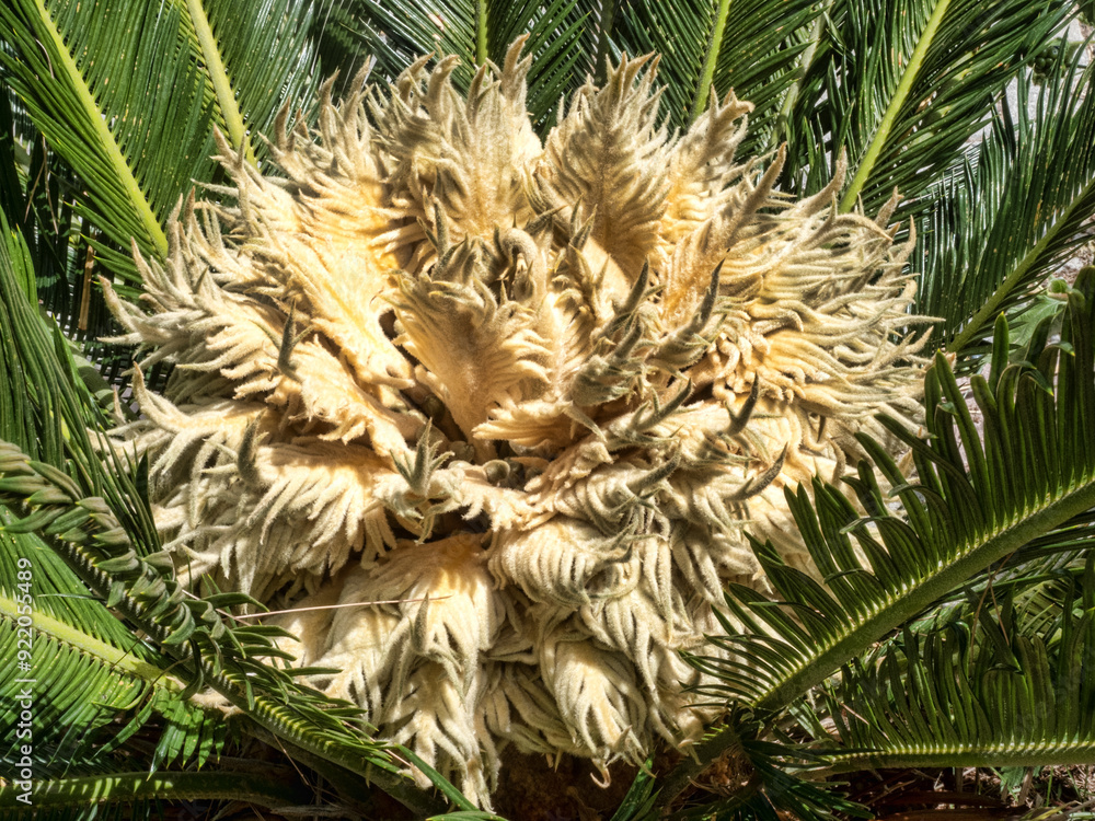Beautiful female cycad flower, Albania