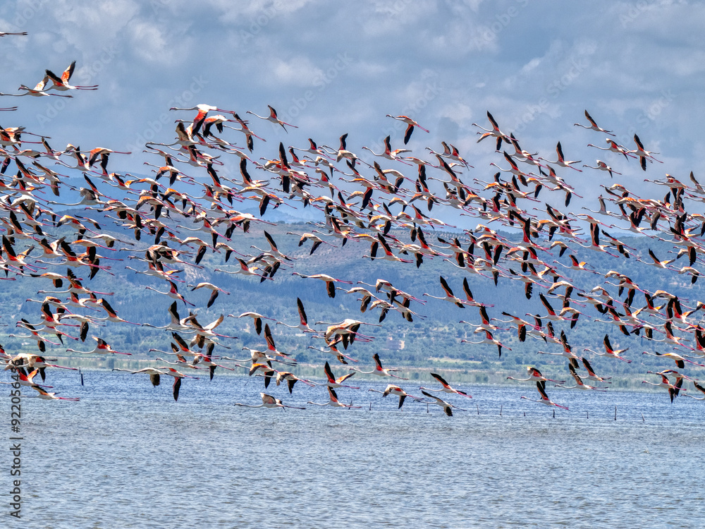 Large flock of flying Rosy Flamingo, Albania