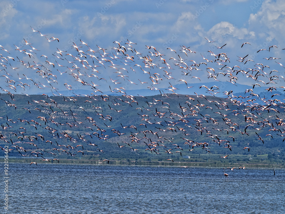 Large flock of flying Rosy Flamingo, Albania