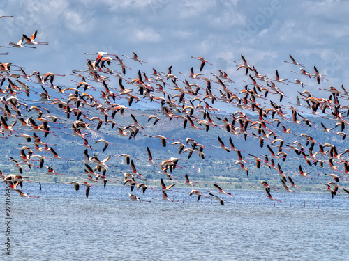 Obraz na płótnie Large flock of flying Rosy Flamingo, Albania w salonie