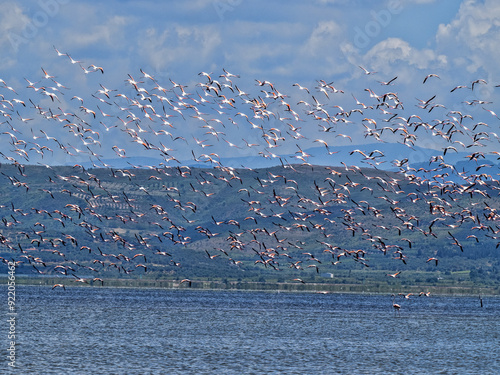 Obraz na płótnie Large flock of flying Rosy Flamingo, Albania w salonie