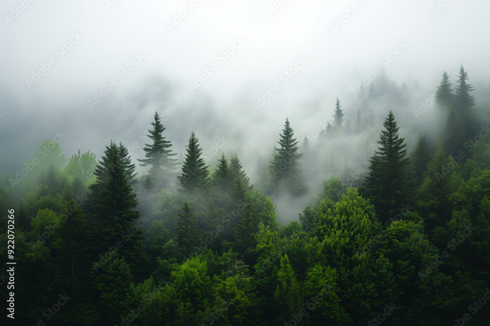 foret brumeuse foret brumeuse