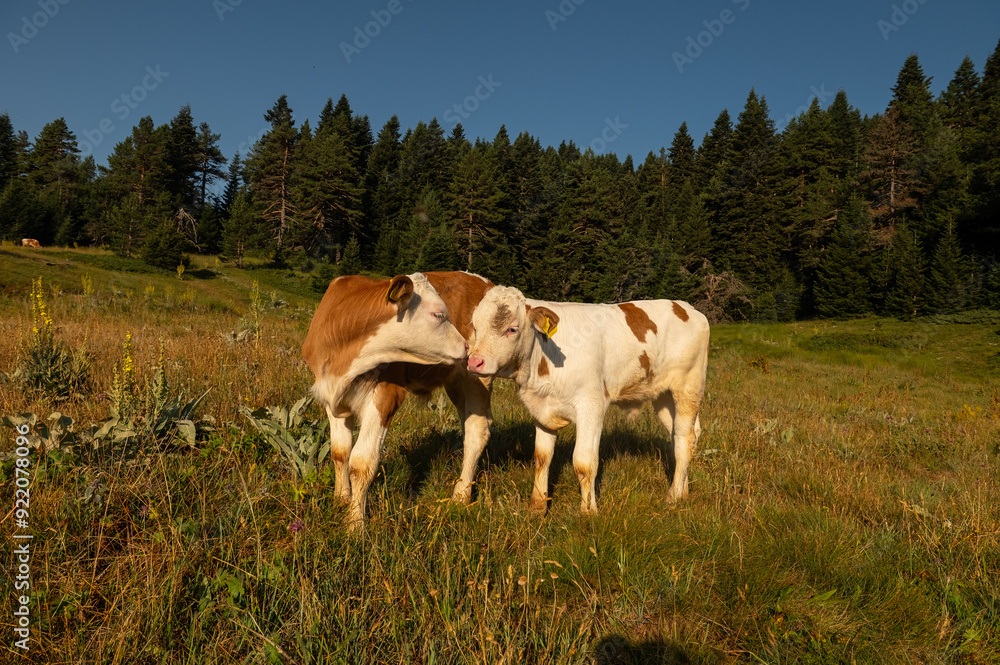 Two cow calves grazing in the forest and a view of the mountain landscape. Two cow calves grazing in the forest and a view of the mountain landscape.