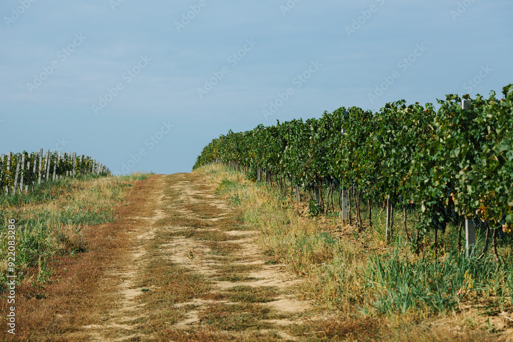 Obraz premium Dirt Path Through Vineyard on a Sunny Day