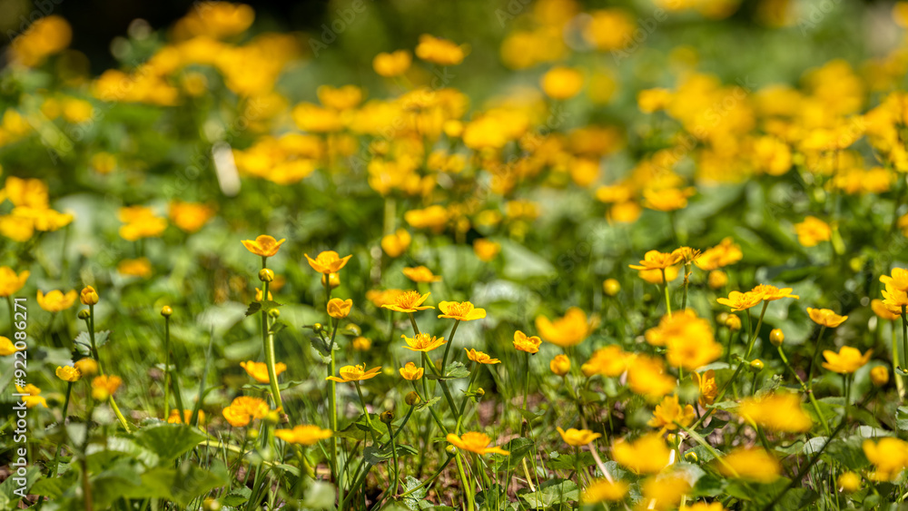 Sumpfdotterblumen