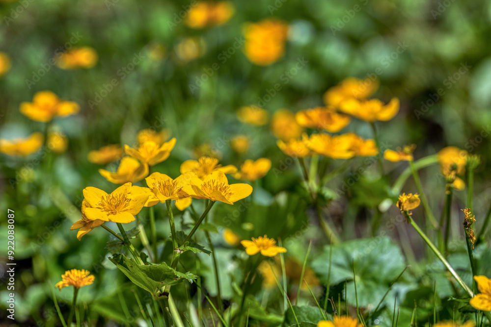 Sumpfdotterblumen