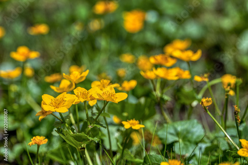 Obraz na płótnie Sumpfdotterblumen w salonie