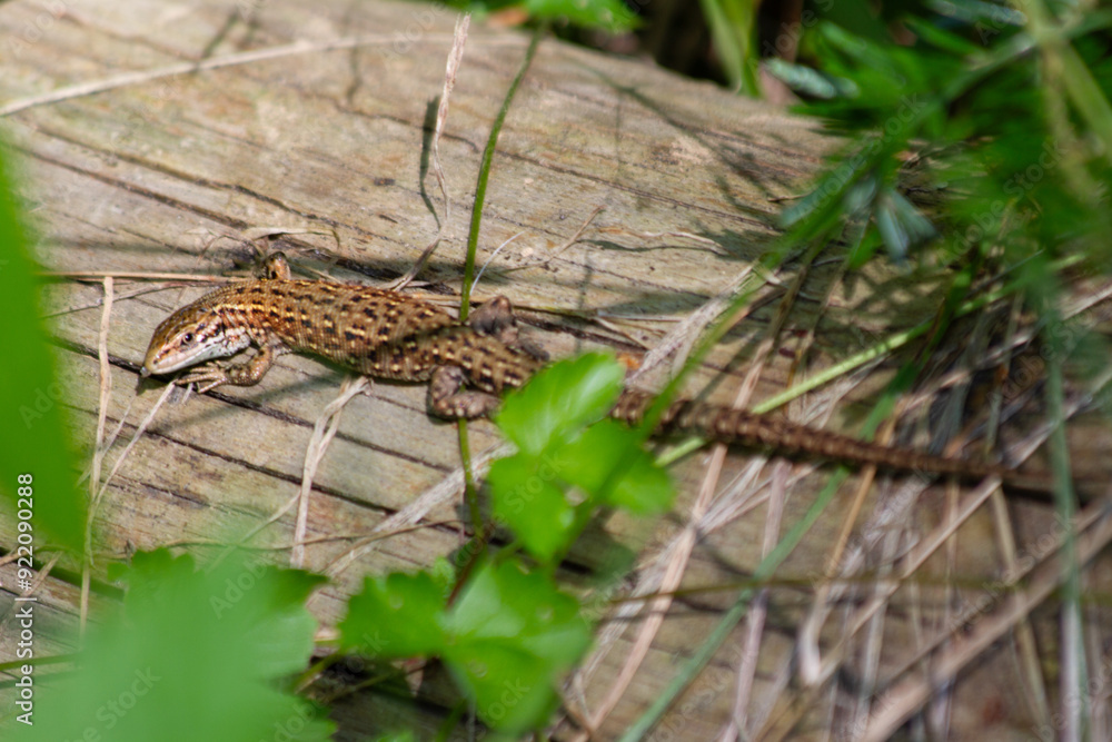 Lizard on the wooden floor with green leaves in the background. Lizard on the wooden floor with green leaves in the background.