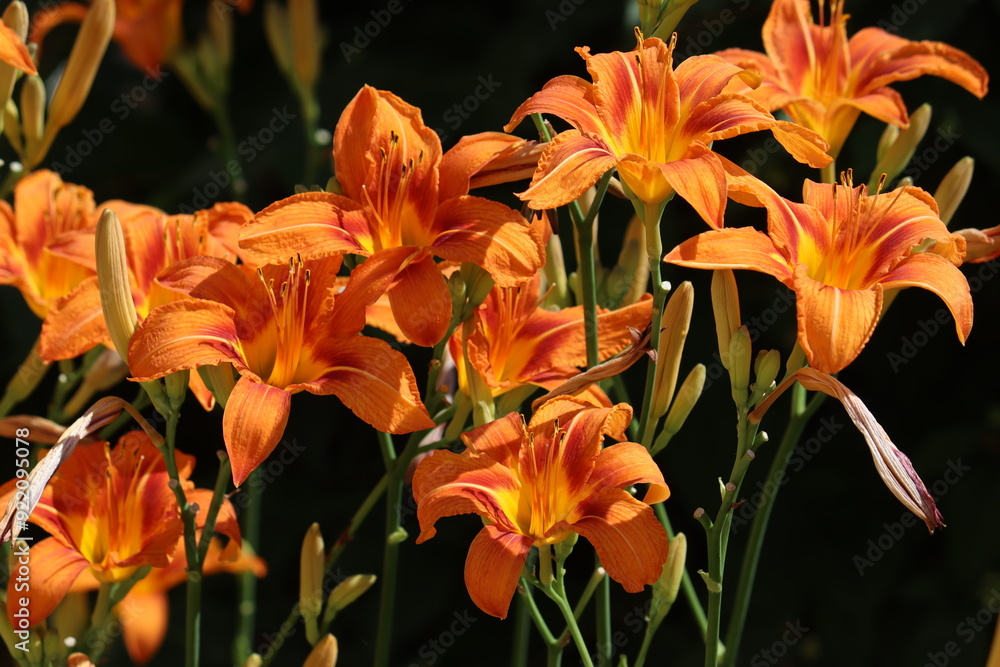 Fototapeta Bright orange daylily flowers in the summer garden