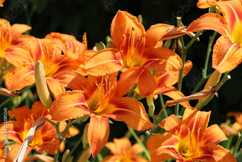 Bright orange daylily flowers in the summer garden