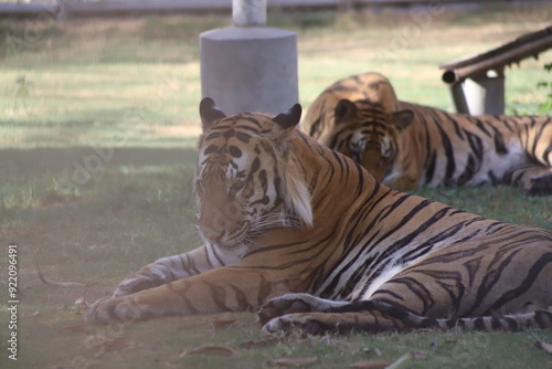 Bengal Tiger. This video shows a relaxed wild tiger, lying down. Bengal cheetah resting during hot summer days in Pakistan. Beautiful 4K Footage.