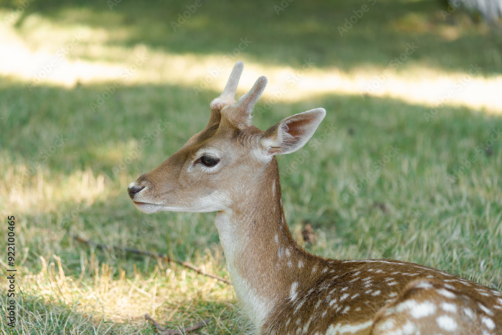 Portrait of a young spotted sika deer chital or cheetal with horns lying in the grass illuminated by the sun. Axis deer in the park is friendly to people, family Cervidae concept Portrait of a young spotted sika deer chital or cheetal with horns lying in the grass illuminated by the sun. Axis deer in the park is friendly to people, family Cervidae concept