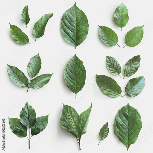 leaves green nature foliage botanical plant leaf natural isolated white background greenery collection growth fresh simple 