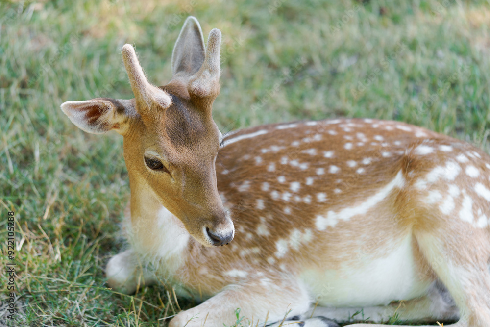 Portrait of a young beautiful spotted sika deer chital or cheetal with horns lying on the grass and resting. Axis deer in the park is a people-friendly concept. Image for your design Portrait of a young beautiful spotted sika deer chital or cheetal with horns lying on the grass and resting. Axis deer in the park is a people-friendly concept. Image for your design