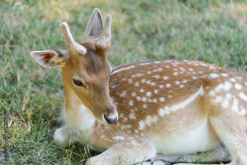 Bilde på lerret Portrait of a young beautiful spotted sika deer chital or cheetal with horns lying on the grass and resting