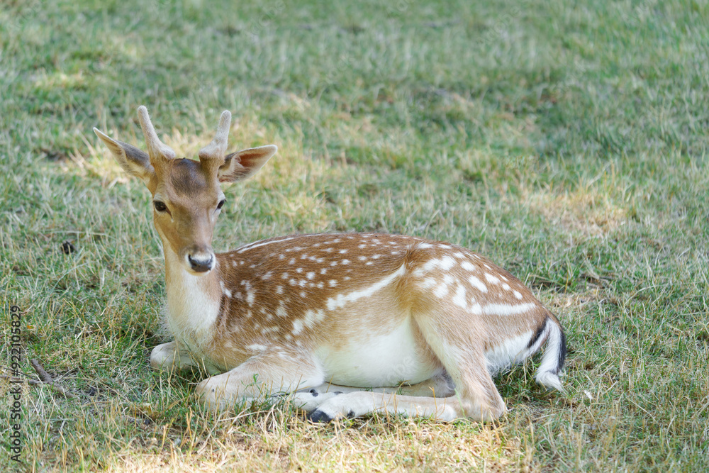 Full body young spotted deer cheetal or chital with antlers lying on grass and resting. Concept of ungulates of the Cervidae family Full body young spotted deer cheetal or chital with antlers lying on grass and resting. Concept of ungulates of the Cervidae family