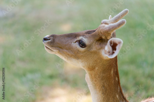 Side portrait of a young brown spotted chital or cheetal deer with horns in the park. The concept is friendly to people axis deer in nature.