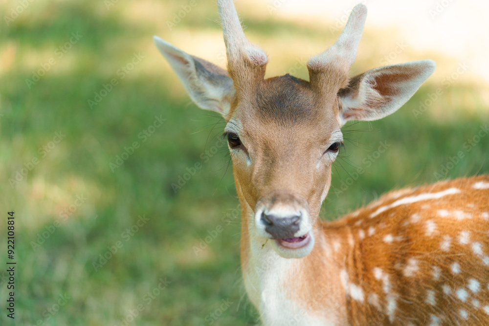 Funny portrait of a young brown spotted chital or cheetal deer with antlers chewing food in a park lit by the sun. Axis deer people friendly concept, funny animal photos. Funny portrait of a young brown spotted chital or cheetal deer with antlers chewing food in a park lit by the sun. Axis deer people friendly concept, funny animal photos.